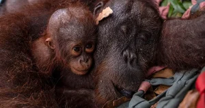 Orangutangmamma med unge räddade från skogsbrand
