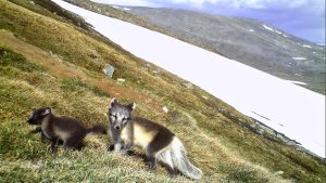 Den hotade fjällrävspopulationen återhämtar sig i Sverige, Norge och Finland.