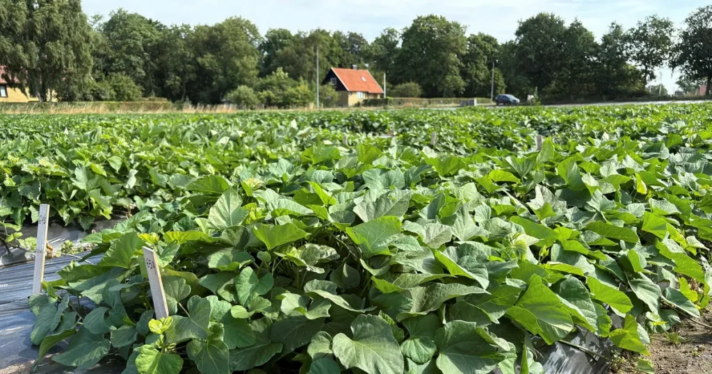 Den tropiska sötpotatisen slår rot i Sverige