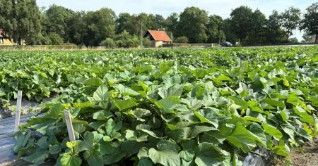 Den tropiska sötpotatisen slår rot i Sverige