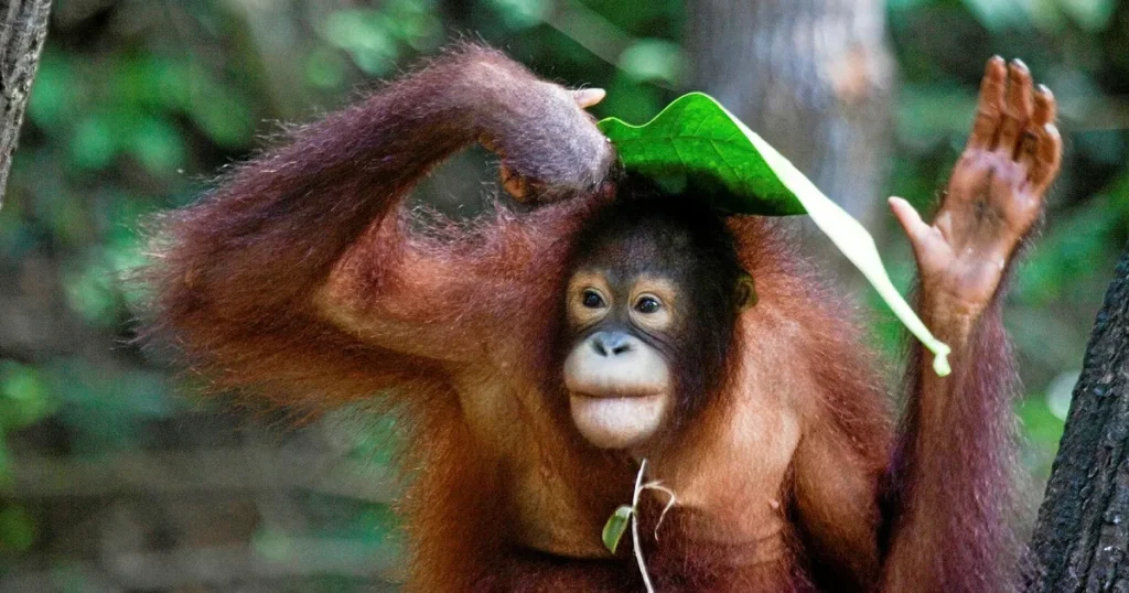 Orangutanger får återvända till skogen efter bränderna