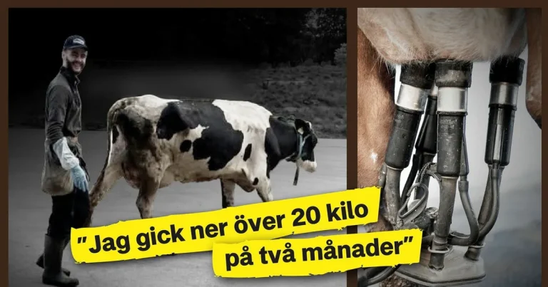 Mykolas praktik på gården i Sverige blev en mardröm