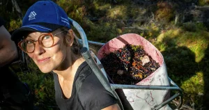 Ina tjänade 100 000 kronor på bärplockning – plockade över 4 ton