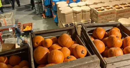 Mer populärt med halloween och matpumpor – odlingarna har växt