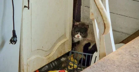 Misstänkt kannibalism bland instängda katter – man åtalas