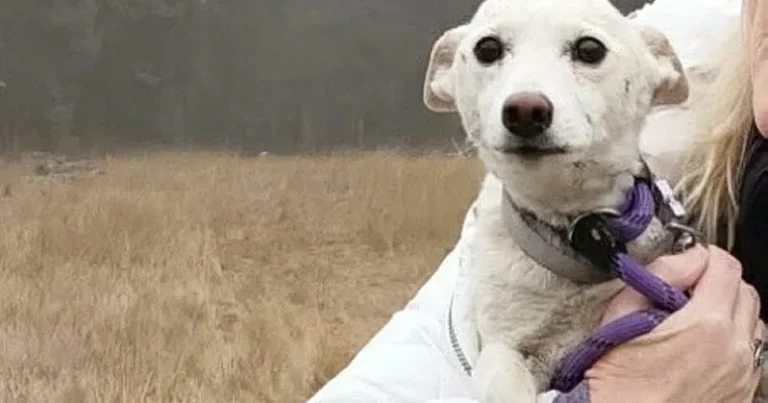 Hunden Luna rymde – överlevde i Yellowstone i en månad