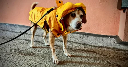 Herr B: Veterinären trodde inte att B-Dog skulle klara sig