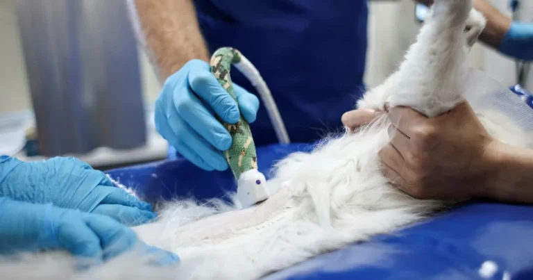 Expert: Ömsesidig hotbild mellan veterinärer och djurägare